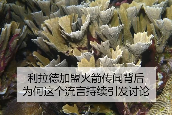 利拉德加盟火箭传闻背后 为何这个流言持续引发讨论（AYX）